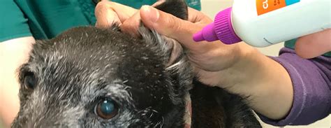 Cleaning Your Pet S Ears Follyvets