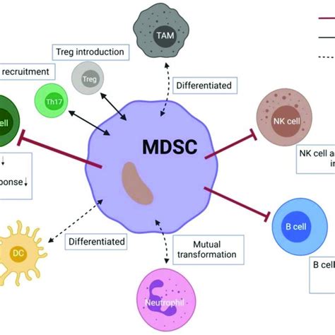 Crosstalk Between Mdscs And Other Immune Cells Up Arrows Mean