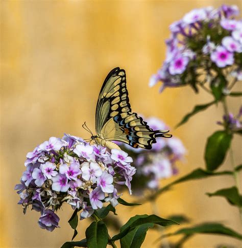 Giant Swallowtail Butterfly On Phlox Fay Stout Flickr