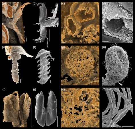 Sexual Intercourse Of Ostracods Revealed Through 100 Million Year Old Amber Discovery