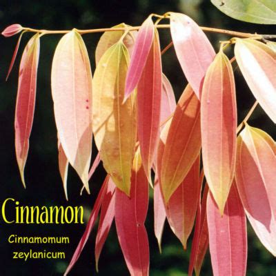 Polynesian Produce Stand 5 Ceylon CINNAMON Trees 5 LIVE SPICE TREE