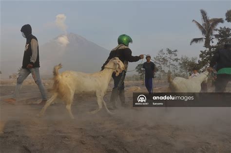 Warga Selamatkan Barang Barang Dan Ternak Pasca Erupsi Gunung Semeru