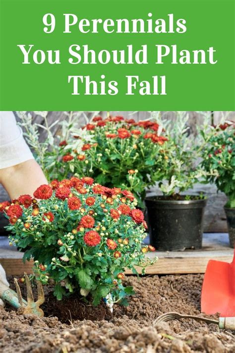 9 Perennials You Should Plant This Fall Perennial Garden Plans Fall