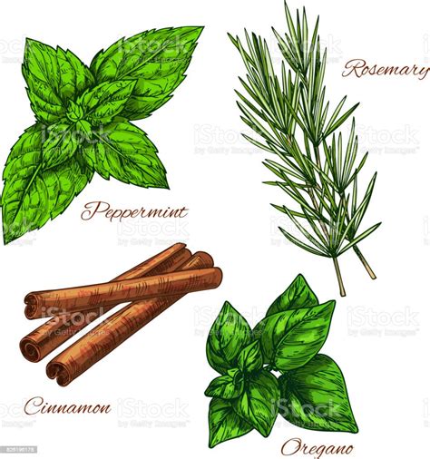 Vector Sketch Icons Of Seasonings Herbs And Spices Stock Illustration