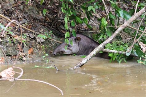 Jungle Wildlife Tour In Guyana The Wildtales Inc