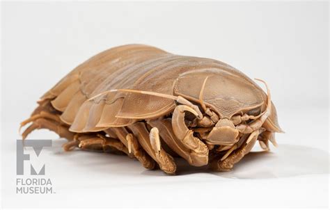 Worlds Largest Pill Bug Rare Beautiful And Fascinating 100 Years