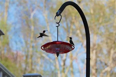 Where To Hang A Hummingbird Feeder Simple Ideas Bird Feeder Hub