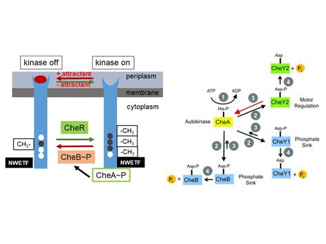 Signal Processing In Bacterial Chemotaxis Scharf Lab