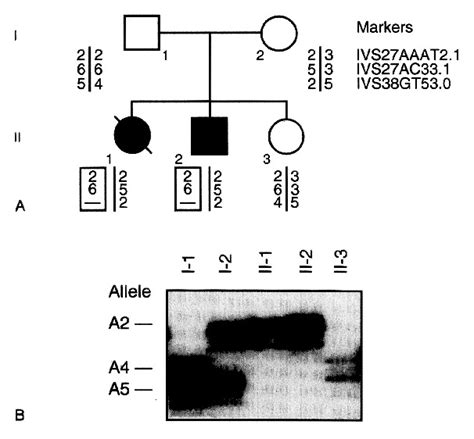 Neurofibromatosis Type 2 Gene