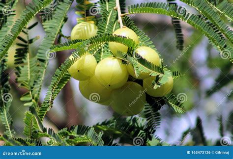 Green Indian Gooseberry Or Phyllanthus Emblica Stock Photo Image Of