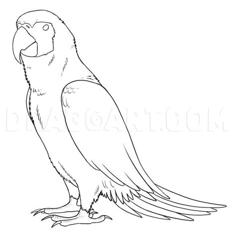 25 Easy Parrot Drawing Ideas - How to Draw a Parrot