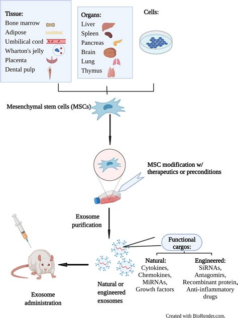 Frontiers Mesenchymal Stem Cell Derived Exosomes Toward Cell Free