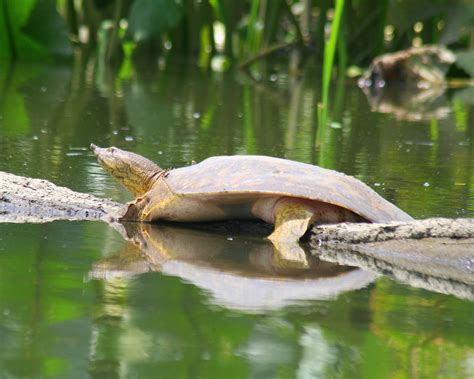 Wildthingstodo - Reptiles and Amphibians