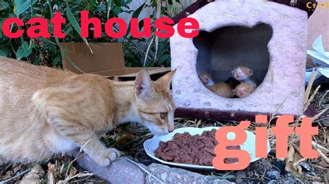 House As A T Ginger Cat With Homeless Kittens Youtube