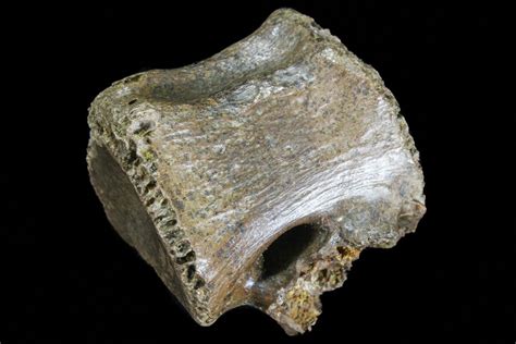 1.4" Theropod (Raptor) Vertebrae - Montana (#73112) For Sale - FossilEra.com