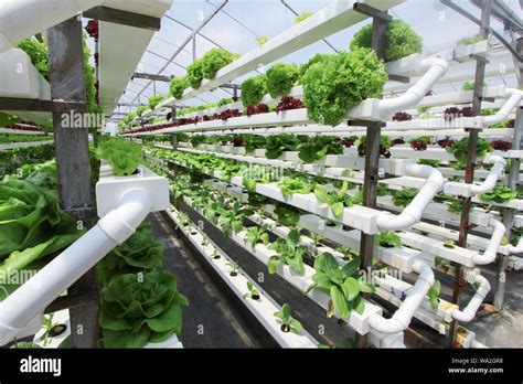 Organic Aquaponic Farming