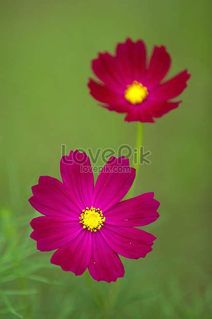 Wild Flowers Of Green Grass Picture And HD Photos | Free Download On ...