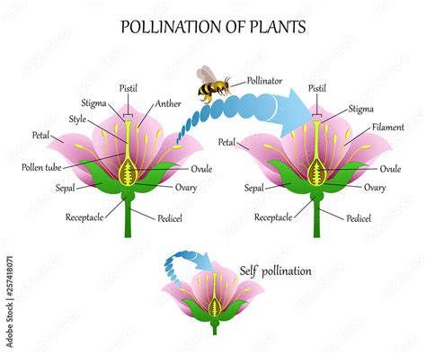 Pollinating Plants With Insects And Self Pollination Flower Anatomy