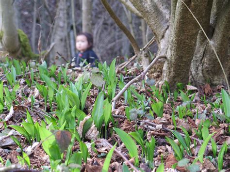 Frühling Bärlauch Akupunktur Zürich Bellevue Stadelhofen