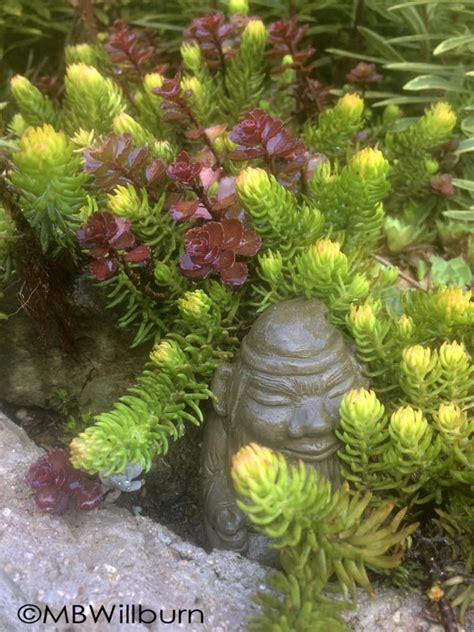 Succulents: Overwintering a Trend - Marianne Willburn