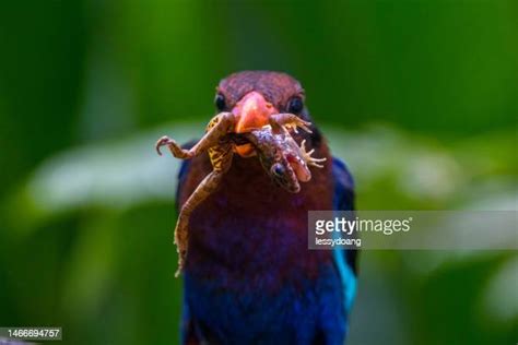 387 Frog Eating Stock Photos, High-Res Pictures, and Images - Getty Images