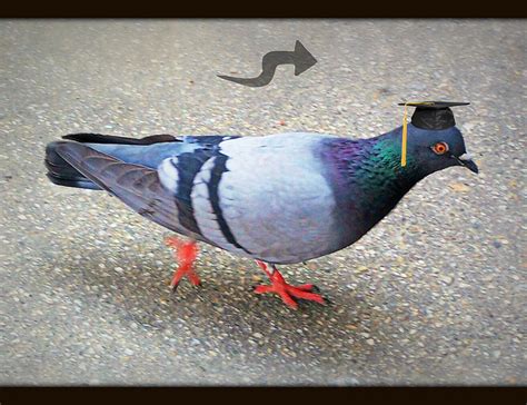 Funny Pigeons Latest Funny Pictures Funny And Cute Animals