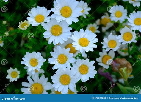 Field of daisy flowers stock image. Image of meadow - 276527855