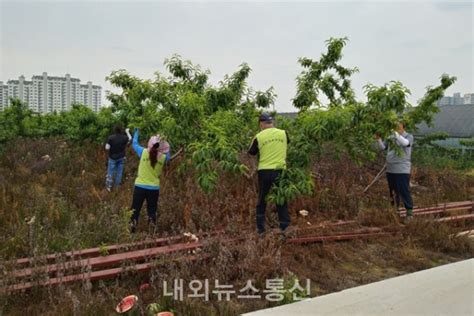 음성군 대소면 주민자치위원회 생산적 일손봉사 나서