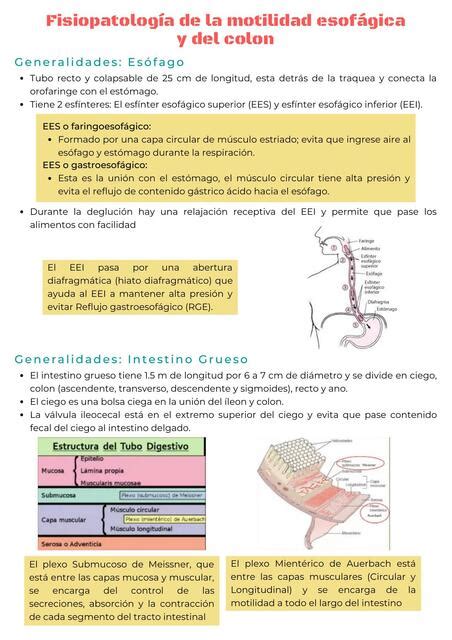 Fisiopatología De Los Trastornos De La Motilidad Futuro Doctor uDocz