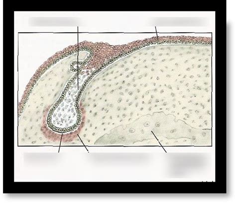 dental papilla Diagram | Quizlet