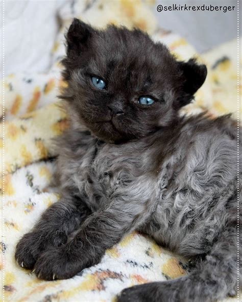 Selkirk Rex Du Berger 🇨🇦 | Chat mouton, Animaux mignons, Chats et chatons