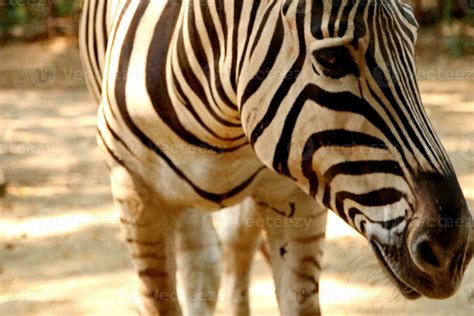 Portrait of zebras in the zoo 26162620 Stock Photo at Vecteezy