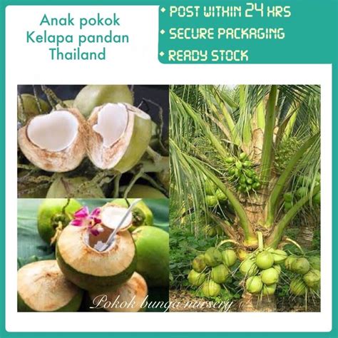 PBN - anak pokok kelapa pandan Thailand - pokok bunga nursery cocos ...