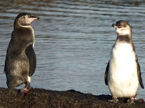 Galápagos Penguin Biology - Center for Ecosystem Sentinels