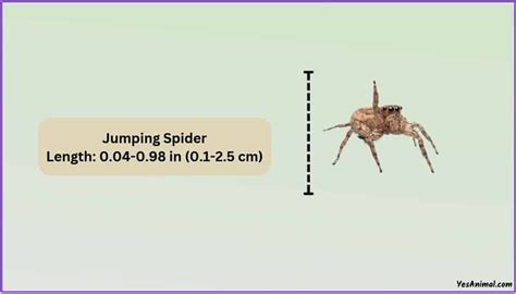 Jumping Spider Size Explained & Compared With Other Spiders