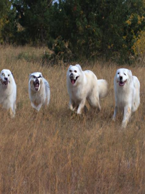 Understanding the Great Pyrenees Breed: Why It Matters - Critter Kingdom