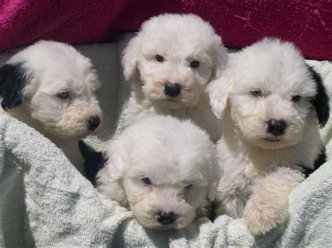 Old English Sheepdog Puppies So Cute And Fluffy Old English Sheepdog