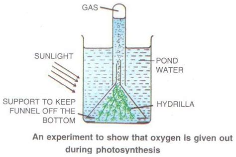 Concise Biology Part Ii Selina Solutions For Class 10 Biology Icse