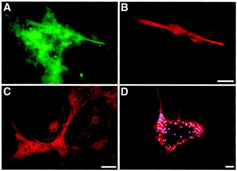 Generalized Potential Of Adult Neural Stem Cells Science