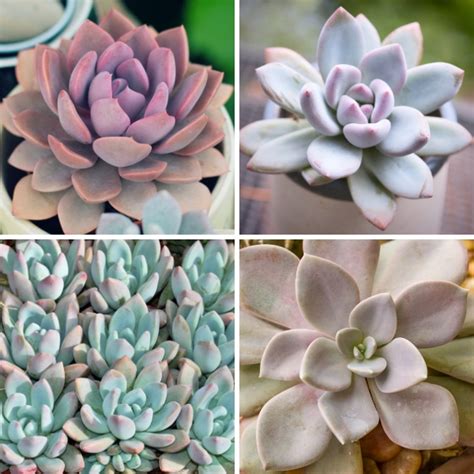 Graptoveria 'Fred Ives' (Graptoveria hybrid) - MyGardenLife