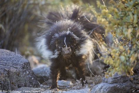 Striped Skunk - Photo Blog - Niebrugge Images