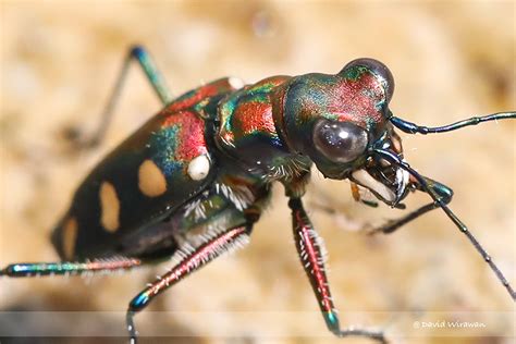 Tiger Beetle Aurulenta Juxtata Singapore Geographic