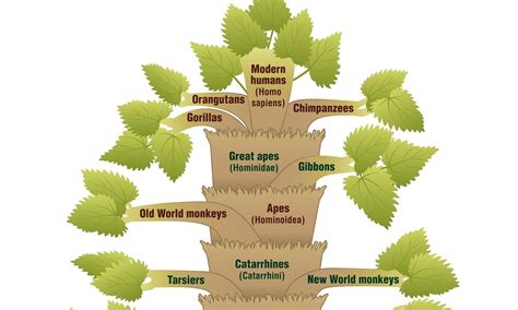 Genomes Not Cooperating with Evolutionary Thinking – The Creation Club ...