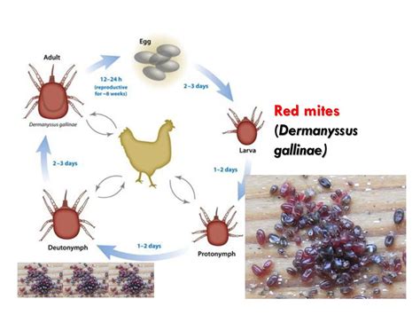 Menopon Gallinae Life Cycle