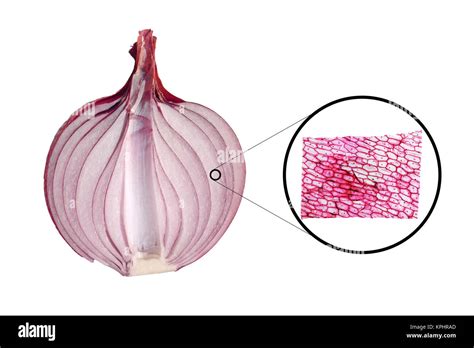 Diagram Of An Onion Cell Under A Microscope