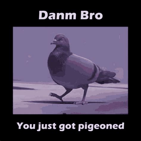 Pigeon Get Pigeoned  Pigeon Get Pigeoned Pigeoned Discover