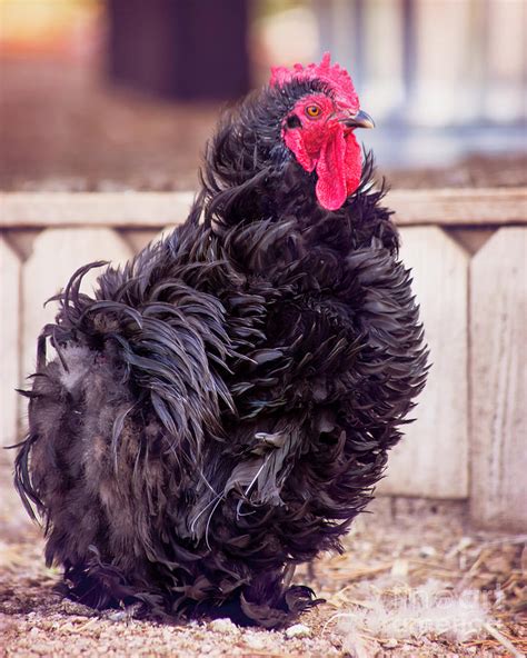 Frizzle Frazzled Photograph By Nancy Forehand