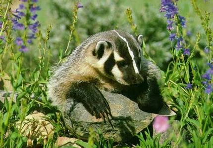 Food Habits of Badgers - Wildlife Management Pro