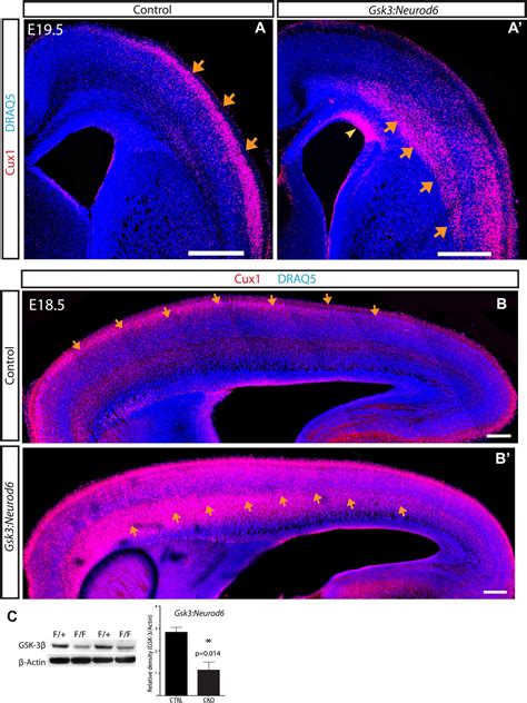 Figures And Data In GSK 3 Signaling In Developing Cortical Neurons Is