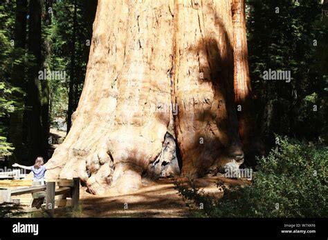 general sherman giant sequoia tree    largest tree